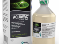 Vacina Aquavac Strep SA1 - MSD