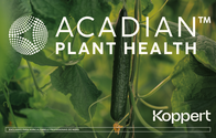 Fertilizante Foliar Organomineral Acadian Koppert