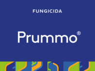 Fungicida Prummo® Fluazinam ADAMA 