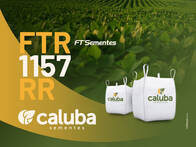 Sementes de Soja FTR 1157 RR FT Sementes