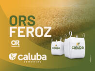 Sementes de Trigo Melhorador ORS Feroz OR Sementes