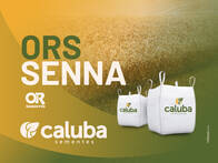 Sementes de Trigo Melhorador ORS Senna OR Sementes