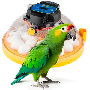 Chocadeira digital automática controle de umidade - Brinsea Maxi 24 EX