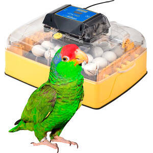 Chocadeira digital automática controle de umidade - Brinsea Ovation 28 Zoologica