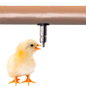 Bebedouro Automático Tipo Niple Inox