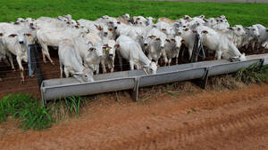 Cochos Para Gado - Multicocho Confinamento