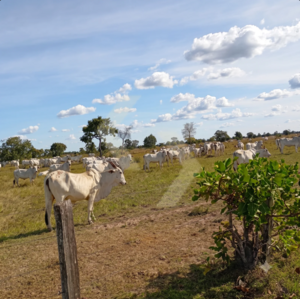Fazenda a venda em Araguaiana MT