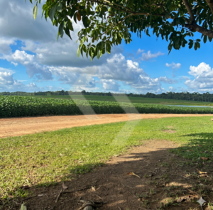 Fazenda a venda em Bonfim RR