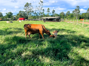 Fazenda A Venda Em Cezarina Go