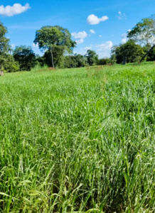 Fazenda A Venda Em Cocalinho Mt