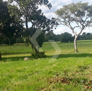 Fazenda a venda em Cocalinho MT
