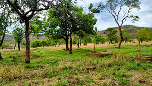 Fazenda A Venda Em Flor De Minas Mg