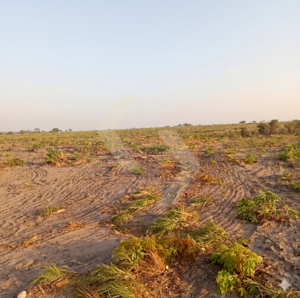 Fazenda a venda em Mirador MA