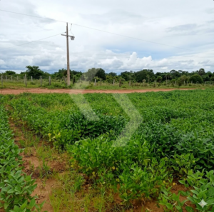 Fazenda a venda em Nova Maringá MT