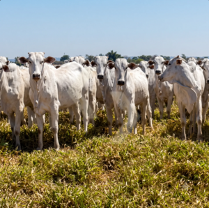 Fazenda a venda em Nova Xavantina MT
