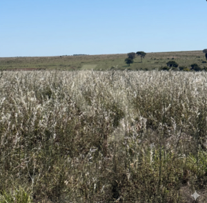 Fazenda a venda em Paranatinga MT