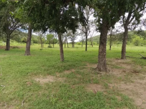 Fazenda A Venda Em Porto Murtinho Ms