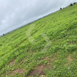 Fazenda a venda em Primavera do Leste MT
