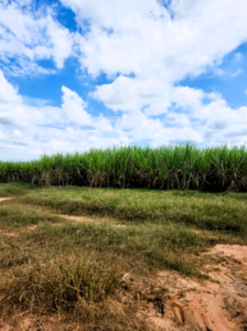 Fazenda A Venda Em Ribeirão Preto Sp