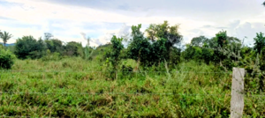 Fazenda A Venda Em Santa Terezinha Mt