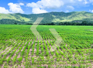 Fazenda a venda em Santo Antônio de Leverger MT