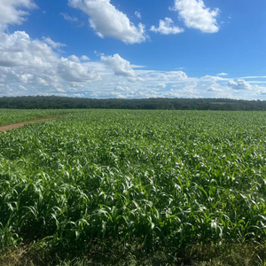 Fazenda A Venda Em Sidrolândia Ms