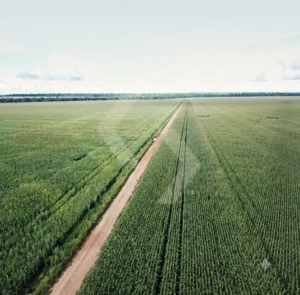 Fazenda a venda em Sinop MT