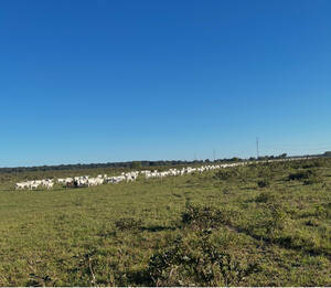 Fazenda A Venda Nova Alvorada Do Sul Ms