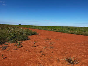 Fazenda Para Arrendamento Em Anaurilândia, Ms