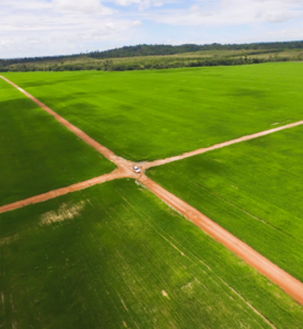 Fazenda Para Arrendamento Em Dom Eliseu Pará