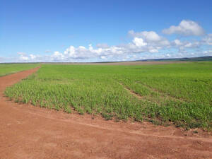 Fazenda Para Arrendamento Em Paranatinga Mt