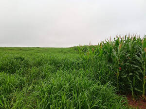 Fazenda Para Arrendamento Em Sete Quedas Ms