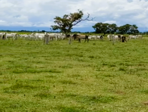 Fazenda Para Pecuária Venda Em Araguaiana-Mt