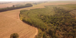 Fazenda Para Venda Em Brotas Sp