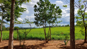 Fazenda Para Venda Em Hidrolândia Go