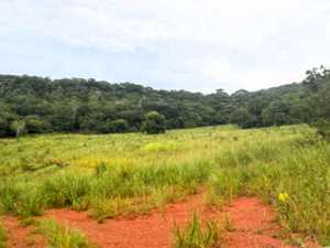 Fazenda Para Venda Em Rio Negro Ms