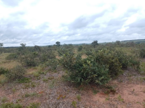 Fazenda Para Venda Em Santa Rita Do Pardo Ms