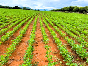 Fazenda Á Venda Em Santo Antonio Do Leverger Mt