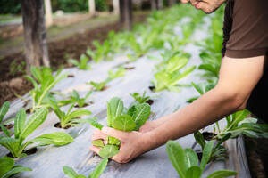 Mulching Preto E Branco