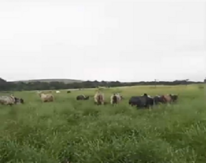 Propriedade Rural De Pecuária Bovina Em Pernambuco