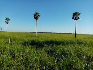 Vendo Fazenda No Paraguai 6.245