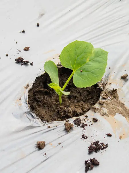 Mulching Preto E Branco - 1